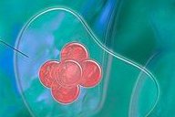 试管移植冻胚用短方案是不是不用降调直接促排？